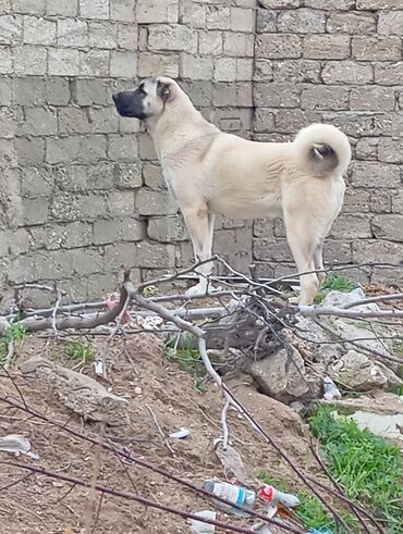 İtlər: Kanqal, 8 ay, Erkek, Peyvəndli, Ünvandan götürmə