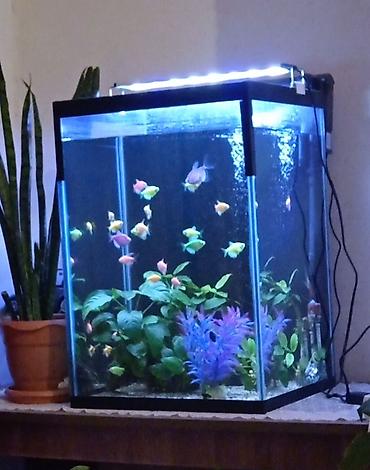 akvarium baliqlari: Tam komplekt akvarium sistemi - Şüşə kub formalı akvarium (təxmini — 1