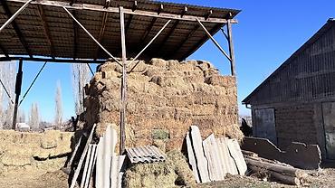 Корма для с/х животных: Чуй ичи доставка бесплатно. Экинчи кос беде. Сено в тюках — 5