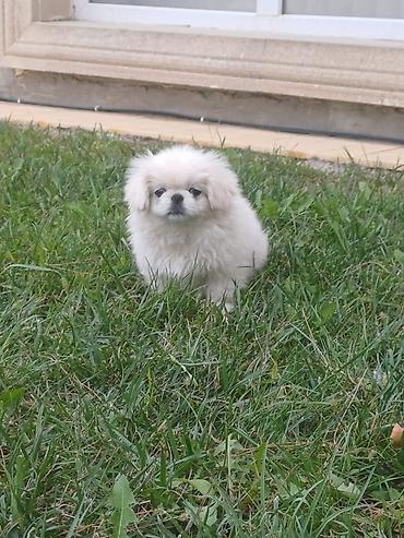 ag baliq qiyməti: Pekines — 3