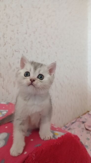 Pişiklər: Şinşilla, Erkək, Dişi, Yaxşı əllərə, Pulsuz çatdırılma — 3