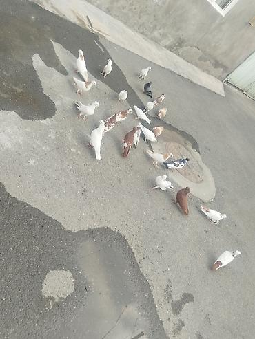 Quşlar: 27 quş satılır 140 manat gəncə təcili — 3