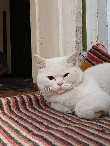 tap az heyvanlar pisik: Ev pişiyidi təcili satılır hec bir xəsdəliyi yoxdu təcili olaraq