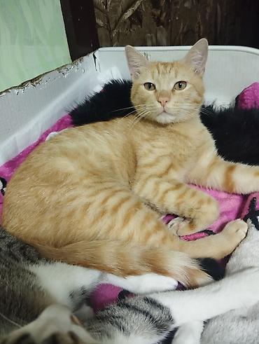кошка отдам даром: 1 год, Мальчик, Приучена к лотку — 2