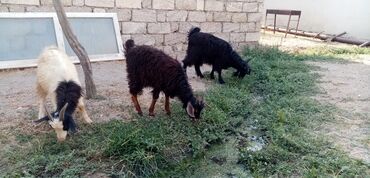Коровы, быки: Самец, лет: 3, Для разведения, Самовывоз