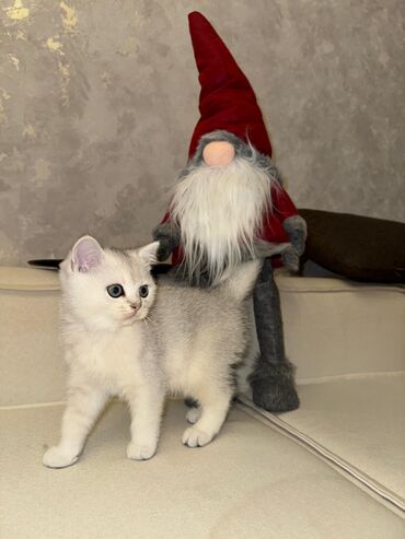 Pişiklər: Britan — 5