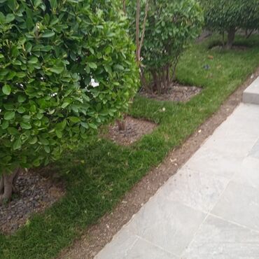 Bağbanlar: Profesional bağban xidməti ağac və kolların əkilməsi budanması -da lalafo.az — 4 Bağbanlar: Profesional bağban xidməti ağac və kolların əkilməsi budanması — 4