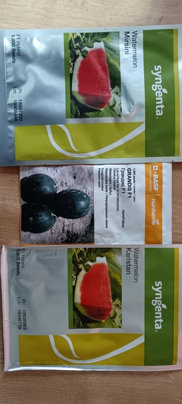 İstixanalar və parniklər: Şitil ücun qablarr qarpiz toxumlari uçun vathcapa yazn rayonlara — 14