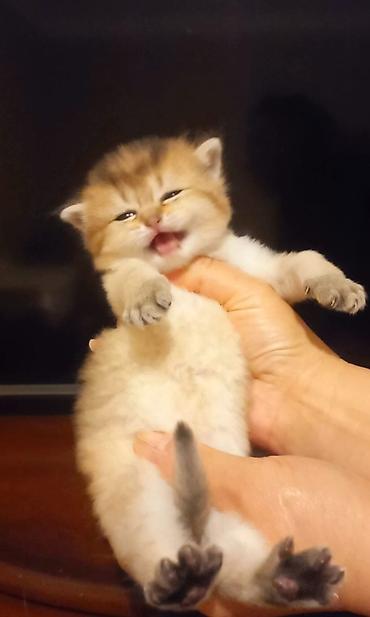 Pişiklər: Qızıl şinşilla, Erkək — 2