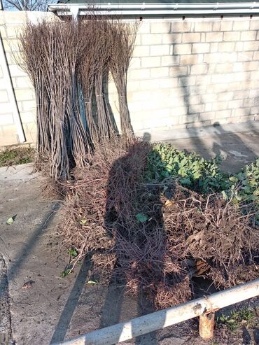 Tinglər: Məhsul: ting və kol bitkiləri (gül və meyvə ağacı tingləri) - Gül -da lalafo.az — 3 Tinglər: Məhsul: ting və kol bitkiləri (gül və meyvə ağacı tingləri) - Gül — 3