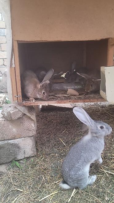cins inəklərin satisi: Boz rəngli ev dovşanları – bir qrup balalı - Növ: Ev dovşanı (qısa — 2