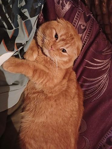 Pişiklər: Şotland — 5