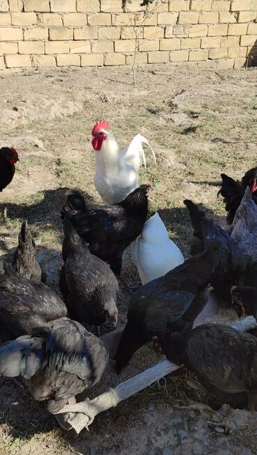 yumurta toyuq: Toyuq, | Australorp, Damazlıq, Ünvandan götürmə, Ödənişli çatdırılma