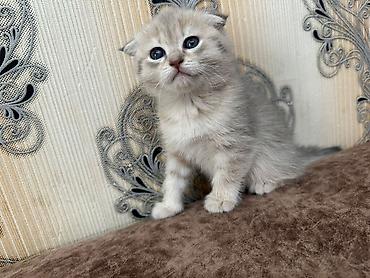 Pişiklər: Şotland, Erkək, Dişi — 29