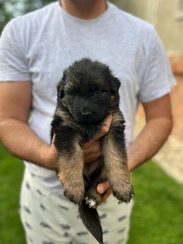 Psi: Prodajem žensko stene dugodlako starosti 4.5 meseca. Majka Donna od na lalafo.rs — 7 Psi: Prodajem žensko stene dugodlako starosti 4.5 meseca. Majka Donna od — 7