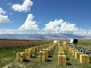 Мёд: Пенополиуретановые ульи (ППУ). 6,10 и 12ти рамочные ппу ульи — 12