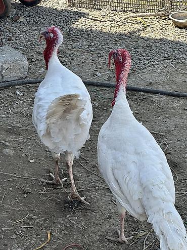 Птицы: Индюшки 10 самок и 2 самца — 3