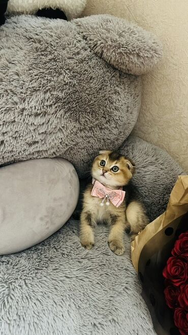 Pişiklər: Dişi — 20