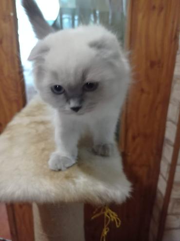 ищу котят: Британская короткошёрстная, 3 месяца, Девочка, Лиловый — 3
