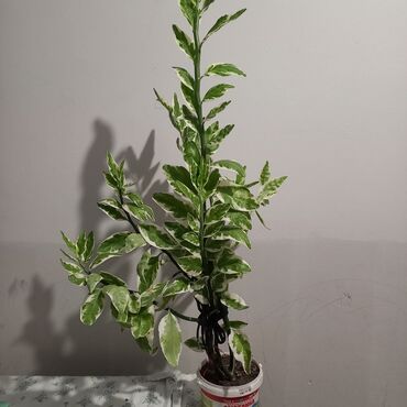 Другие комнатные растения: Продаю