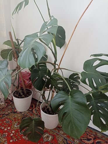 декоративные комнатные растения: Другие комнатные растения