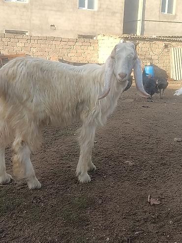 keçi bazarı: Salam Hələb Erkeyi Çəpişi satılır Damazlıq üçündə əladi — 2