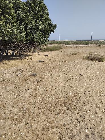 bakıda: Turkan qes.Qizilqumda.denizden 180 metr arali.Denize panarama goruntu — 6