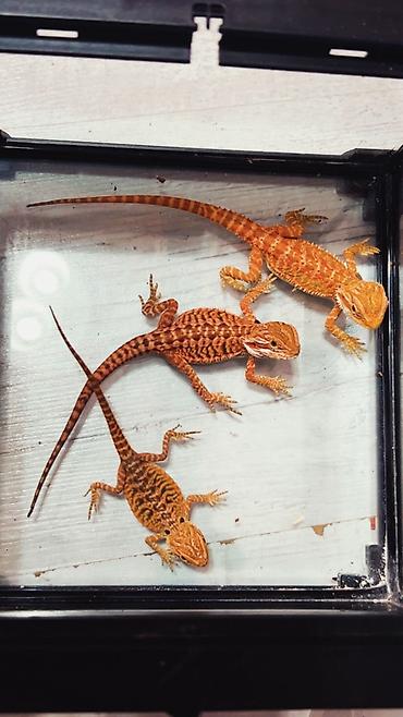 taxta qurdu: Bearded dragon ( aqama ) ve gecko ( eublefar ) kertenkele balalari — 8