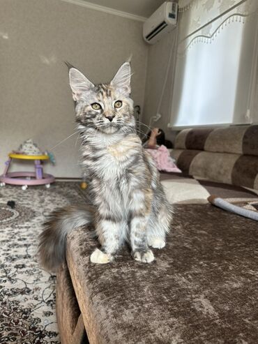 рэгдолл кошка купить: Мейн-кун, 4 айлык, Ургаачы, Таш бака, Лотокко барууга үйрөтүлгөн