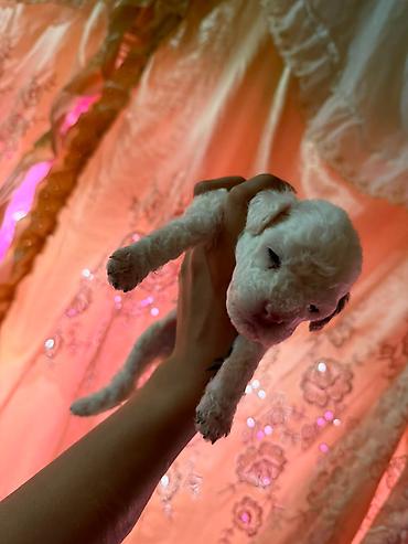 İtlər: Pudel, 1 ay, Dişi — 8