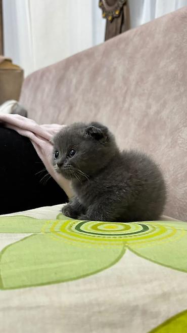Кошки: Шотландская вислоухая — 5