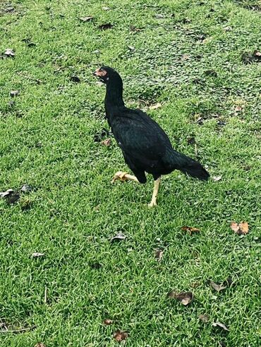 Cücələr: Toyuq cücələri, Damazlıq — 10