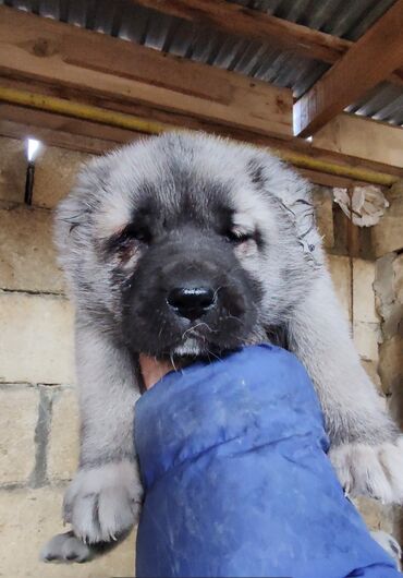 husky balası: Kanqal, 1 ay, Erkek, Peyvəndli, Pulsuz çatdırılma