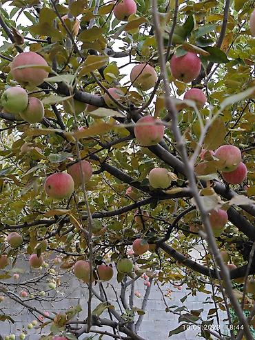 Продажа коттеджей и домов: Продам частный дом! Район: Начало ул. Шералиева Ул. Бишкек-125 — 19