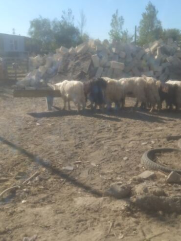 Keçi, çəpiş: Qoyun-keçi təsərrüfatı üçün erkək və dişi keçilər - Cins: yerli — 16