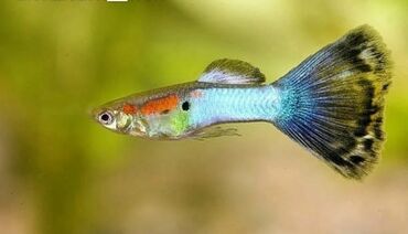 Balıqlar: Akvarium baliglarinin satiwi 🐬Ağ şəffav danio ve glofishler 0.40azn 🦈 — 15