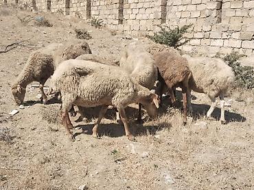 qala cinsi qoyun satilir: Salamtam saglam qoyunlardir 8 ededdir isdeyen elaqe saxlasin — 2