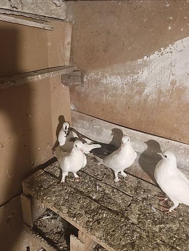 feniks quşu: 7 dene qusdu biri 5 manatdan qusdar göz qabaqinda unvan ayraport teref — 8