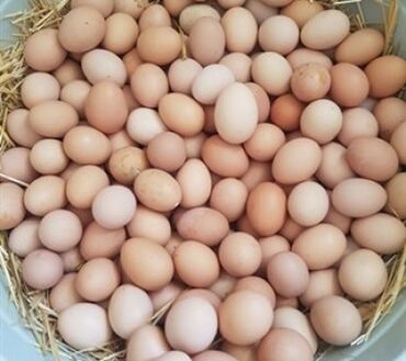 mayalı toyuq yumurtası: Toyuq, Yumurtalıq, Ünvandan götürmə, Pulsuz çatdırılma, Ödənişli çatdırılma