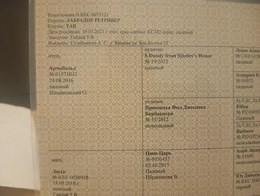 Продажа собак: Предлагаются к продаже щенки лабрадор-ретривера. 🔸 Возраст: 34 дней 🔸 — 8