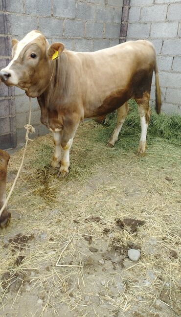 продаю музоо торпок корова самка бык самец айрширская ангус алатауская на забой для разведения на откорм племенные нетель привязанные: Продаю | Бык (самец) | На откорм | Племенные