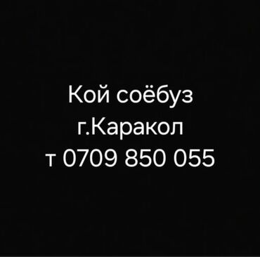 квартира бишкек кызыл аскер: Көчмө банкеттер | Касапчы