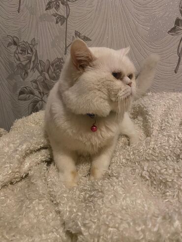 pisiye verilen adlar: Ekzot, Yaxşı əllərə