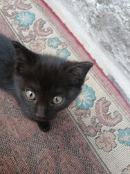 купить золотого ретривера: Отдам котёнка в хорошие руки ему 2 месяца