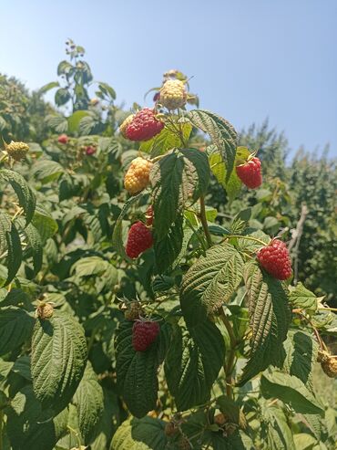 клубника азия купить семена: Малина Дүңүнөн