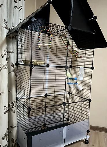 попугая: 🦜 Продаю волнистого попугая вместе с большой клеткой Попугай — 1