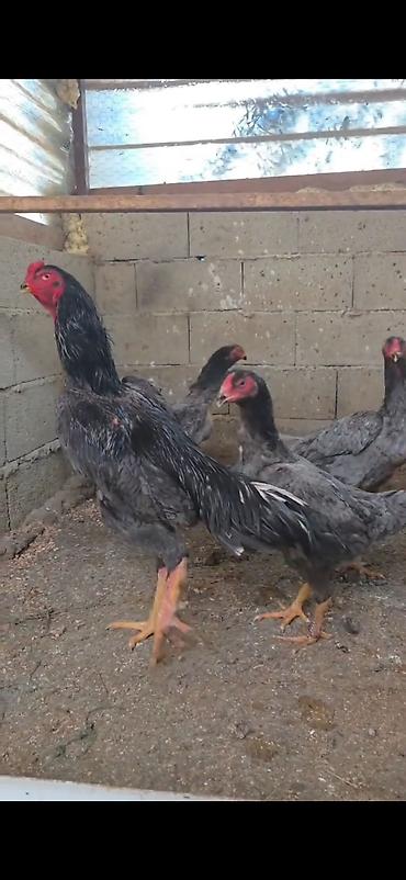 Toyuqlar: Toyuq, Damazlıq -da lalafo.az — 2 Toyuqlar: Toyuq, Damazlıq — 2