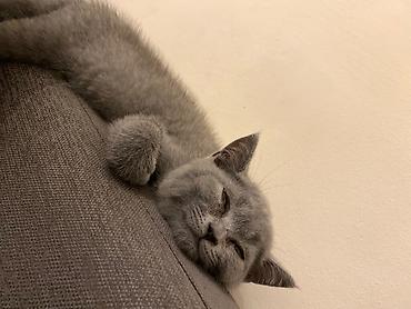 Pişiklər: Britan, Dişi — 11