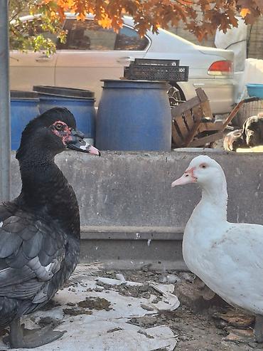 Другие с/х животные: Мускусные утки (индоутки),Тяжёлая Линия. Окрасы Лаванда, Голубой — 3