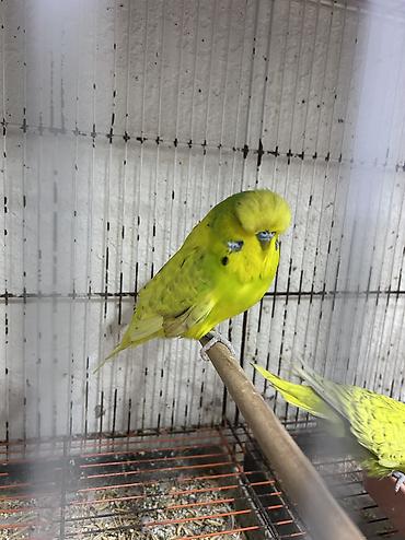 Tutuquşları: Salam . Jumbo erkək quşlar satılır hamısı hazır erkəylərdi çoxsu cütdə — 8